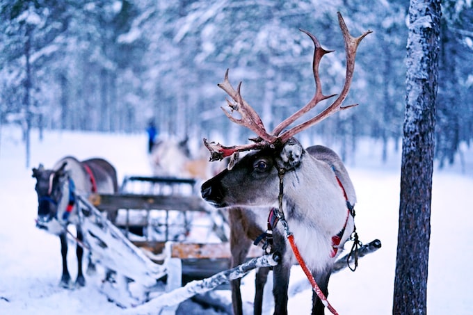 Финляндия зимой – чудеса природы и замечательный отдых