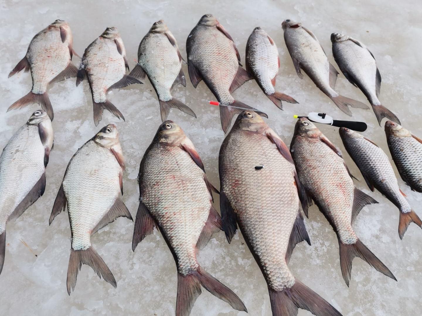 В Весьегонском районе запретили зимний лов рыбы